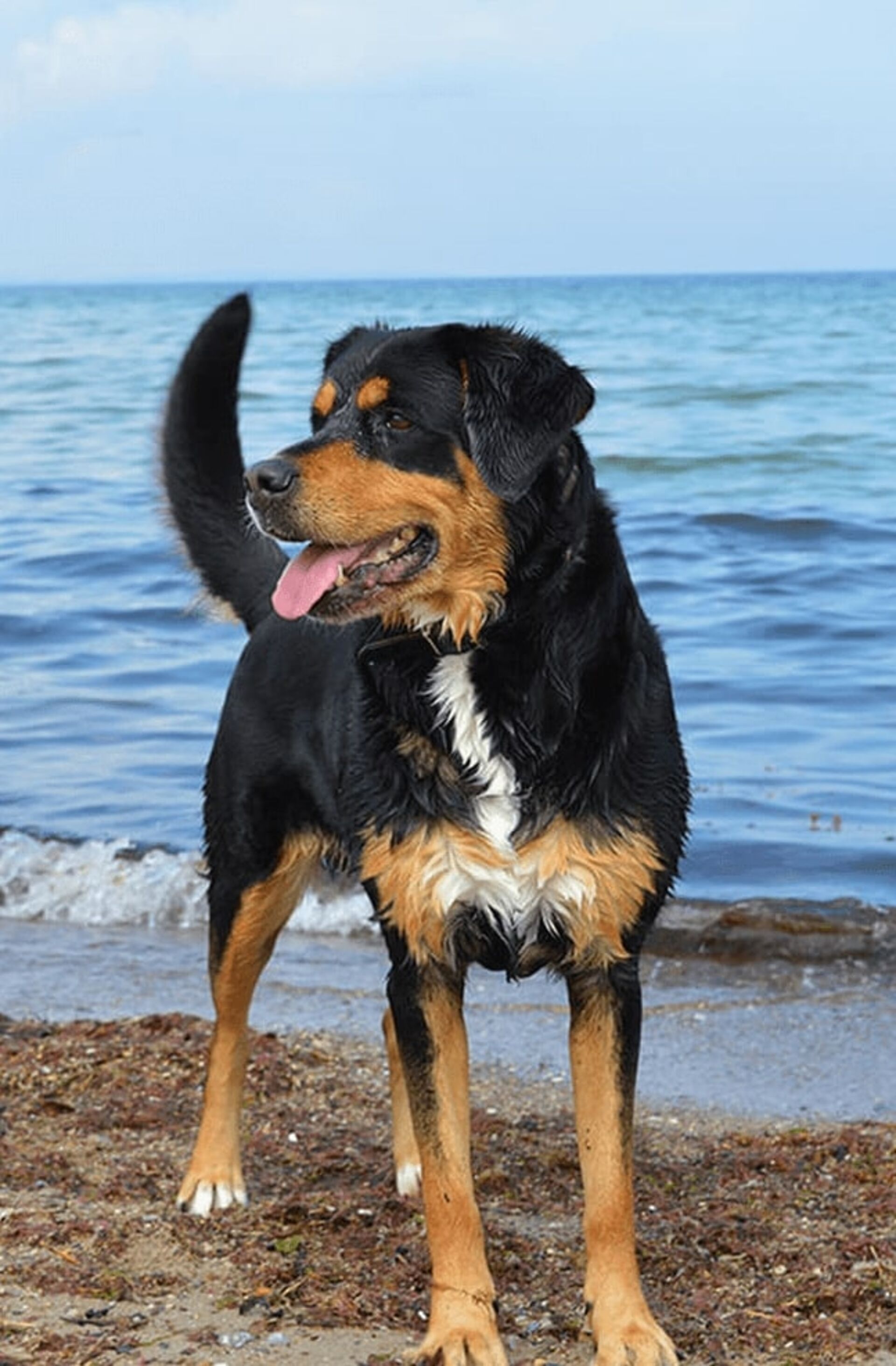 Urlaub mit Hund - Urlaubsangebote an der Ostsee