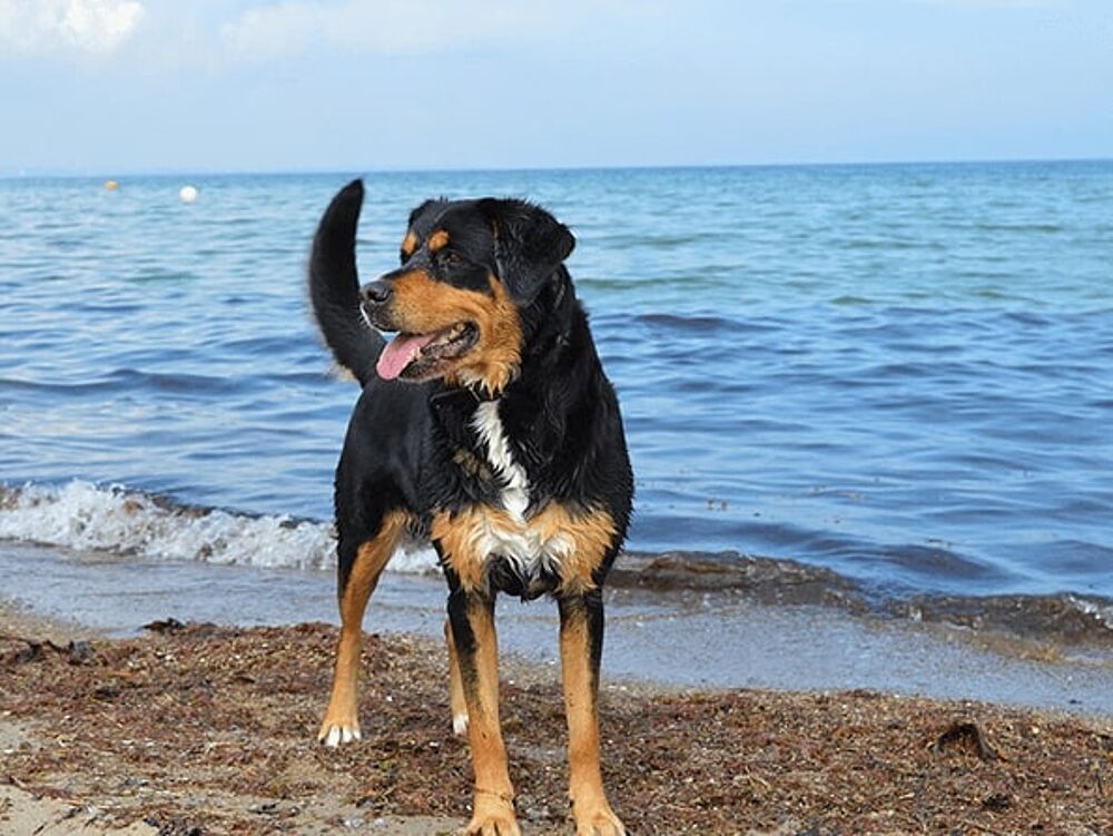 Weissenhäuser Strand - Urlaub an der Ostsee mit Hund Angebote