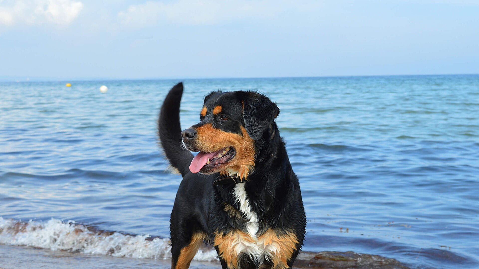 Angebot: Ihr Ostseeurlaub mit Hund