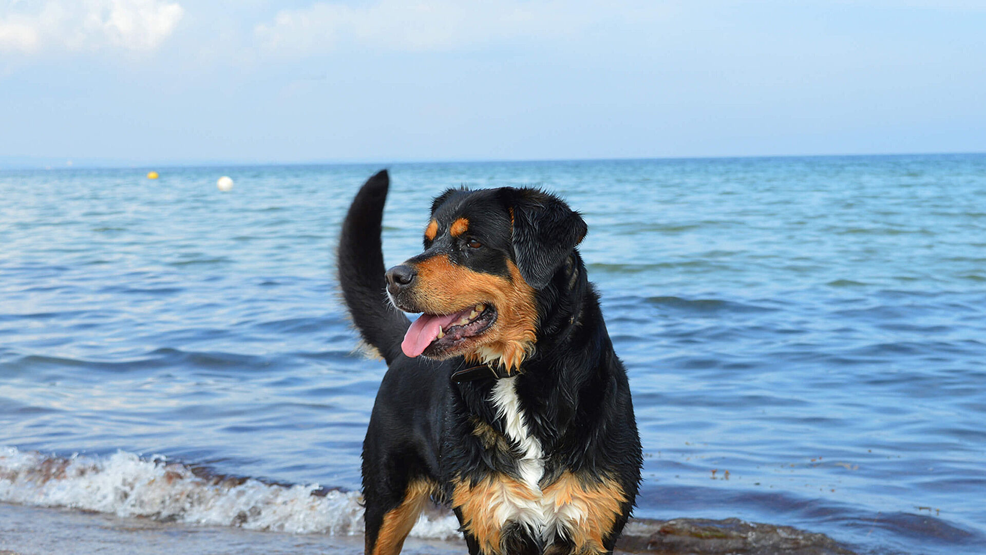 Vacation offer: Beach holiday with a dog
