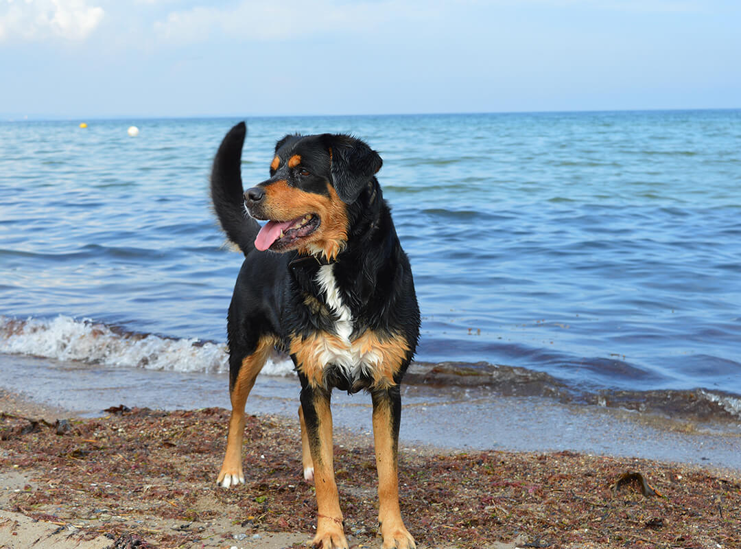 Urlaubsangebot an der Ostsee Urlaub mit Hund