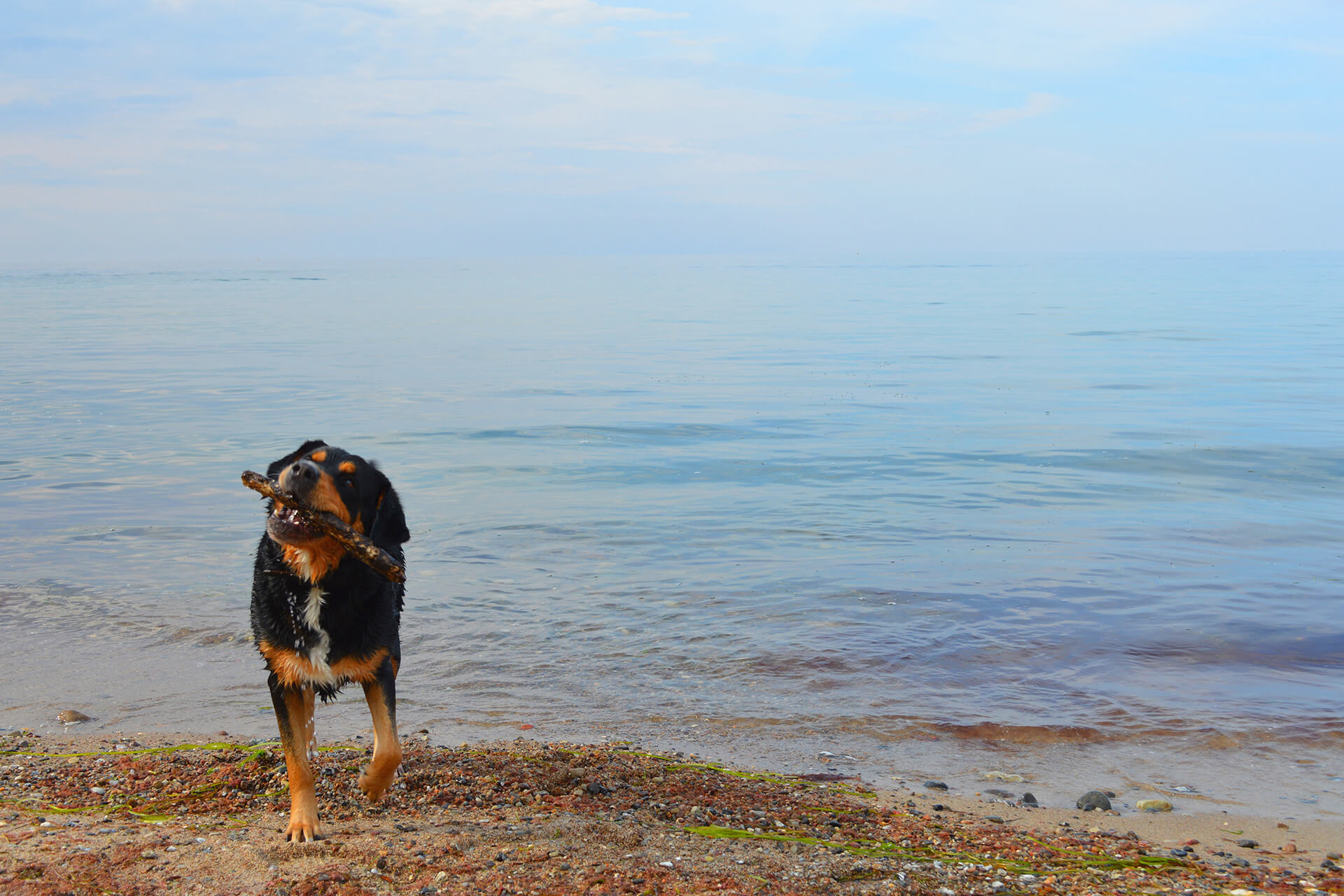 Weissenhäuser Strand Urlaub mit Hund an der Ostsee
